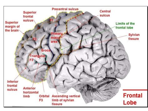 Anatomy Of Brain Sulcus And Gyrus Drsajith Md Rd