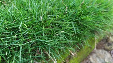 Common Types Of Zoysia Grass Sod University Sod Solutions