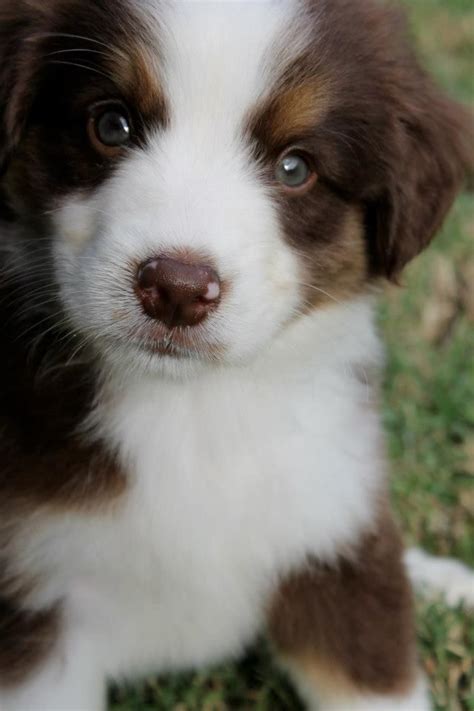 Australian shepherd puppies looking for their new forever homes. 17 Best images about mini australian shepherd puppies on ...