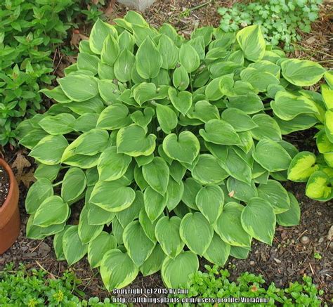 Photo Of The Entire Plant Of Hosta Warwick Curtsey Posted By Violaann