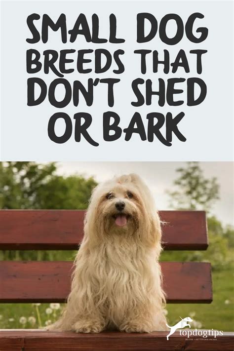 Top 15 Small Dog Breeds That Dont Shed Or Bark