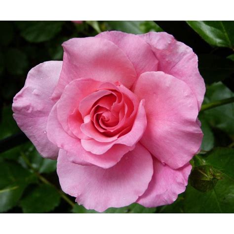The pink promise hybrid tea rose requires 6+ hours of daily sunlight, which makes it a perfect fit for our front garden. Mea Nursery Special Purpose Rose Pink Promise-65001 - The ...