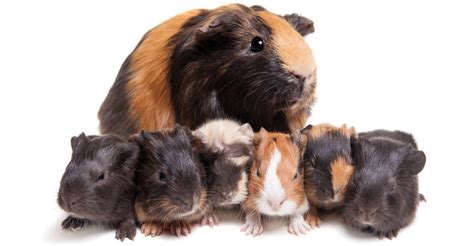 Your Baby Guinea Pig What To Expect And How To Look After Them