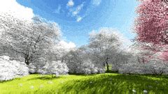 The great collection of hd gif wallpapers for desktop, laptop and mobiles. cherry blossom tree GIFs | Find, Make & Share Gfycat GIFs