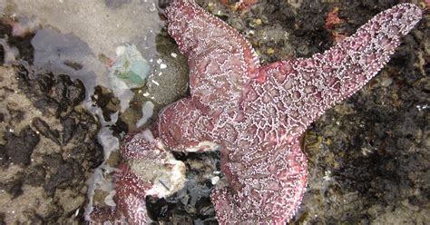 Time Lapse Video Shows How A Wasted Sea Stars Arm Dissolves Over An Hour