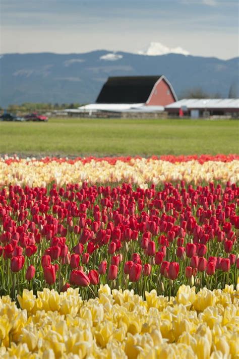 Springtime Tulip Fields Stock Photo Image Of America 53085530