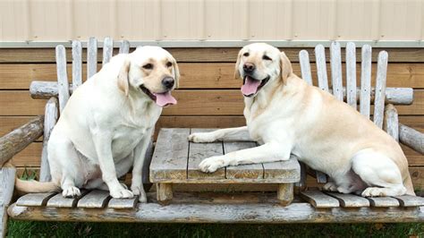If we think about aging in terms of how old our cells are, this new paper is really useful in matching up human and dog years, lucy asher, an animal behavior expert who was not affiliated. To figure out your dog's 'real' age, you'll need a ...
