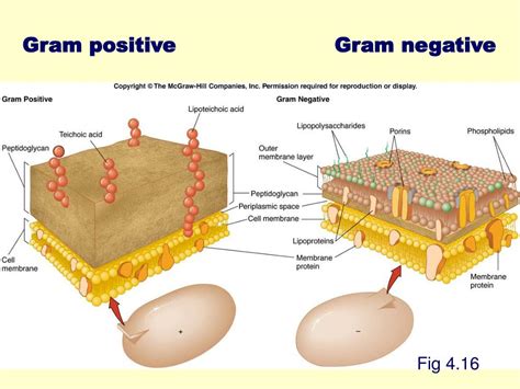 Ppt Fig 41 Powerpoint Presentation Free Download Id833830