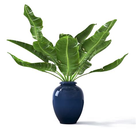 This makes it suitable for many types of projects. 3D Tropical pot plant | CGTrader