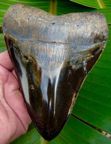 Megalodon Shark Tooth 5 And 34 In Real Fossil Sharks Teeth Jaw