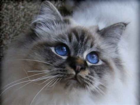 Peloux Neville Seal Tabby Point Birman He Is Beautiful Inside And Out