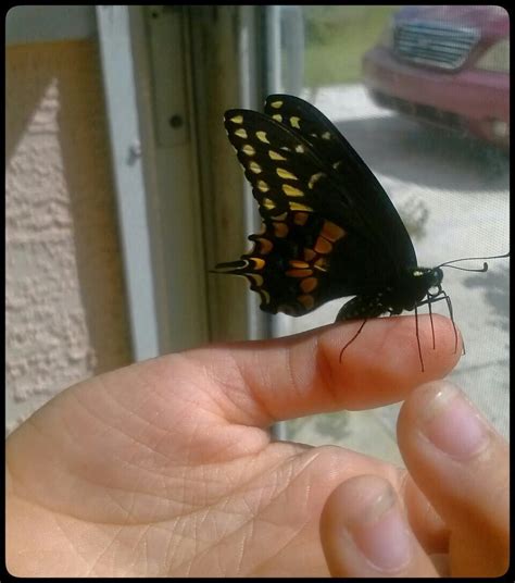 My Daughter Releasing One Of Our Newly Emerged Black Swallowtails