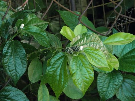 Certainly daun kaduk provides the texture and aroma that is so essential to these dishes, without it. jalan jalan tengok kebun: hujan emas kebun orang