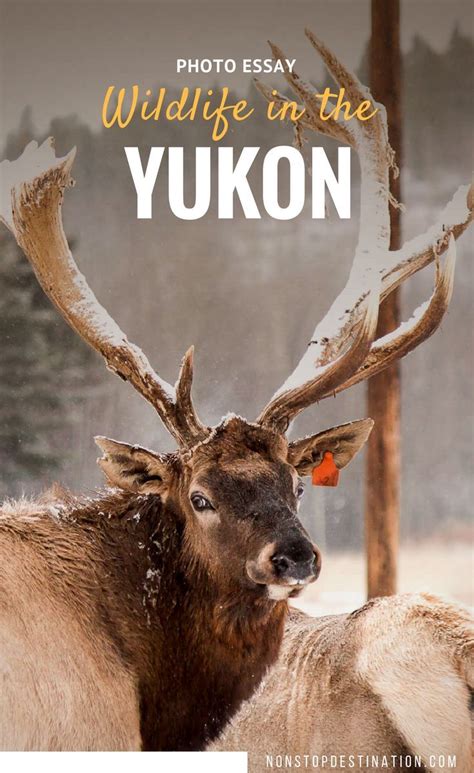 Photo Essay Meet The Animals From The Yukon Wildlife Preserve Canada