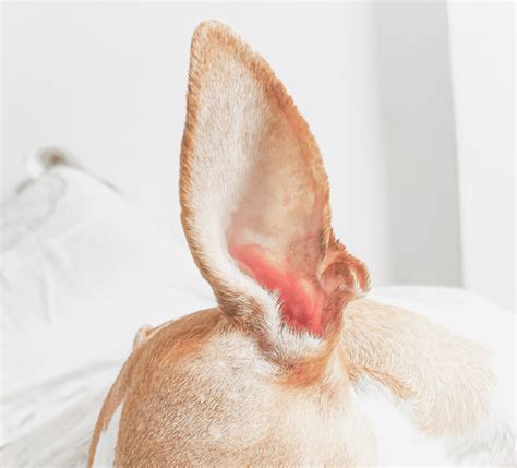 The Red Itchy Ear What It Means And What To Do Healthy Solutions