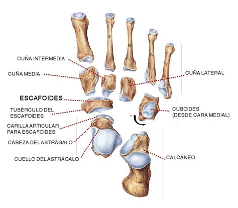 Huesos Del Pie ¿cuántos Son Funciones Anatomía Partes Y Mucho Más
