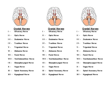 cranial nerves chart worksheet 4 1 cranial nerves chart worksheet 691