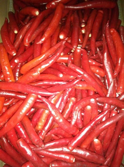 Peeled Big Red Chilli Tri Gem Resources