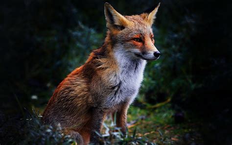 Fox Full Hd Wallpaper And Background Image 1920x1200 Id322450