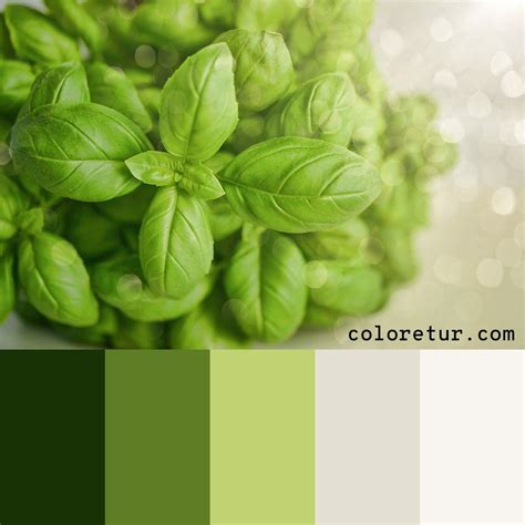 Fresh Basil A Bright Green Palette Composed From Fresh Basil Leaves