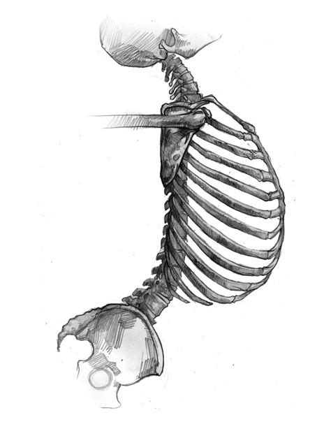 These old anatomical drawings are. E. M. Gist Illustration/ Dead of the Day: Inside the Artist's Studio: Anatomy (Torso Side) part 1