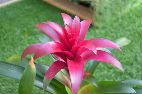 All About Bromeliads — Holes Greenhouses
