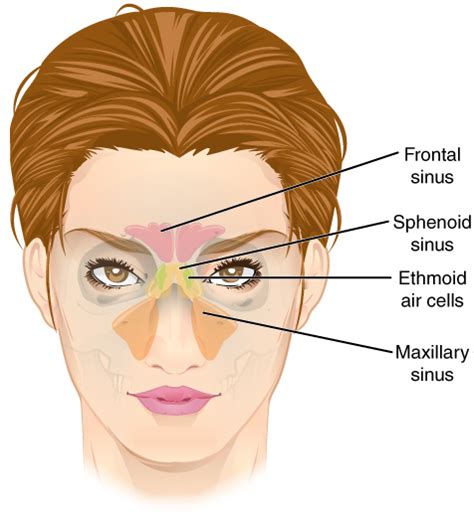Ethmoid Sinus Wikiwand