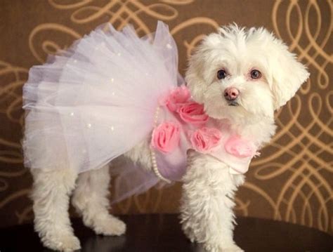 Dog Harness Dress Rose Couture Dog Dress Tutu Dog Dress Pink Dog