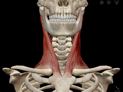 Learn Muscle Anatomy Scalene Muscles And Other Neck Anatomy