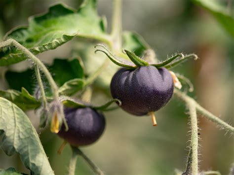 Genetically Modified Purple Tomatoes Might Be Coming To A Us Grocery