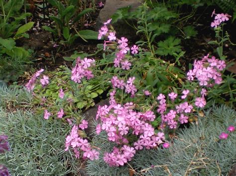 Gardening With Grace Plant Of The Week Saponaria X Lempergii Max Frei