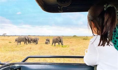 How Much Does Tanzania Safari Tours Costted Adventures