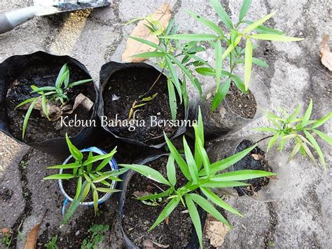Siapa kata negara kita takde pokok ceri? Kebun Bahagia Bersama: Anak Pokok Ceri Terengganu