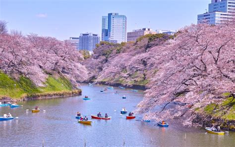 Tokyo Japan Pink Trees