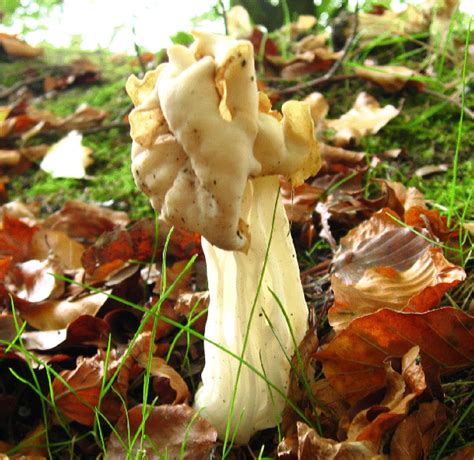 Albums 94 Wallpaper Pictures Of Edible Mushrooms In Louisiana Sharp 10