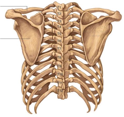 Rib Cage Diagram Prototype Anatomical Ribcage Structure