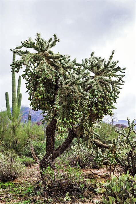 Desert Tree In Arizona Photograph By Evgeniya Lystsova Pixels