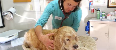 All pets veterinary clinic is proud to serve iowa city, ia and surrounding areas. Riversong Veterinary Clinic - Providing compassionate ...