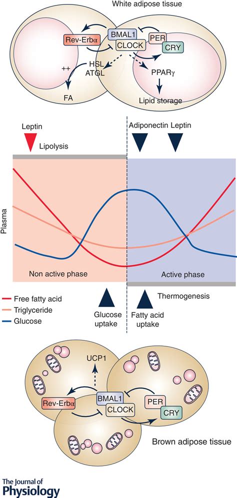 Interplay Between Diet Exercise And The Molecular Circadian Clock In