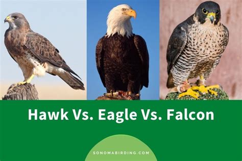 Hawk Vs Eagle Vs Falcon Whats The Difference Sonoma Birding