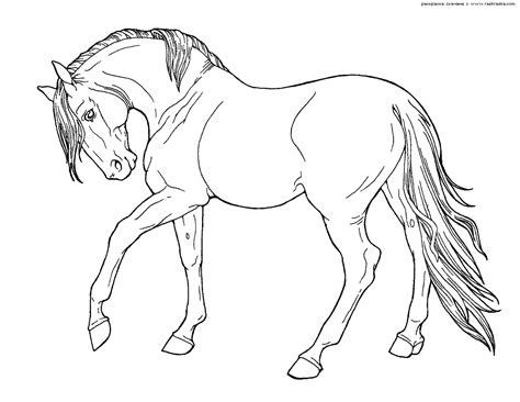 5488.gif (1200×927)  Coloriage cheval, Art à thème cheval, Dessin cheval