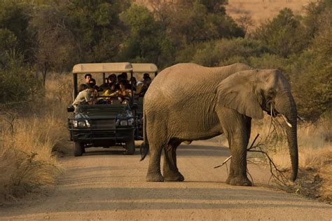 Where To Safari In South Africa South Africa Travel Blog