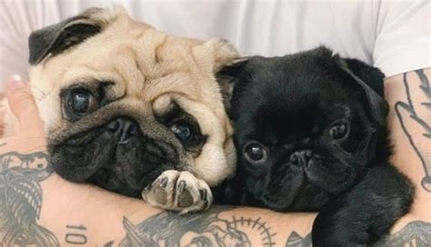 18 Proofs Why Pugs Are The Best Dog Ever The Dogman