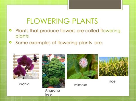 Flowering plants all go through the same basic stages of a life cycle. Plants