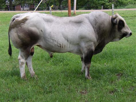 Den hund ausführen, an die leine. Piedmontese Cattle - Google Search | cattle | Pinterest ...