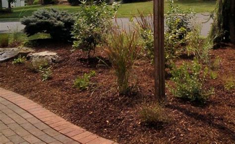Living Mulch Part 3 Using Wood Mulch In The Landscape Edge Of The