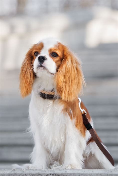 Adorable Cavalier King Charles Spaniel Puppy Royalty Free Image