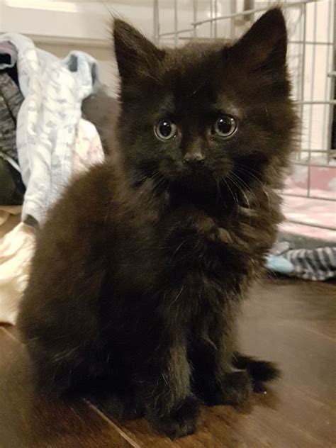 The domestic longhair is technically not a breed recognized by many cat associations. 2 all black long hair kittens *** | Manchester, Greater ...
