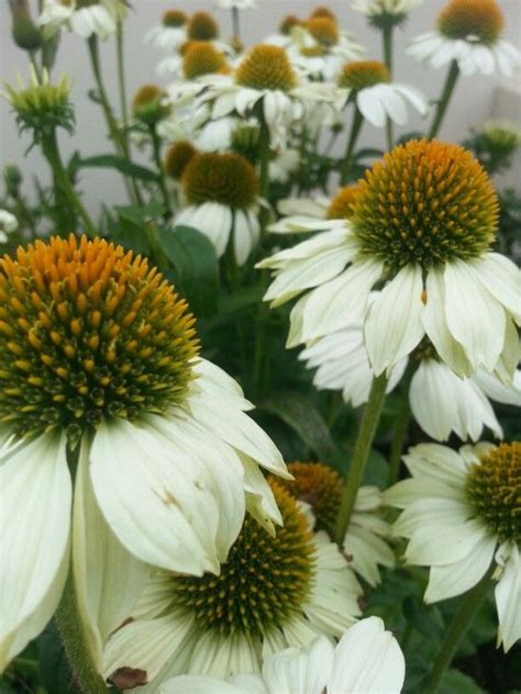 Bright white flowers have a golden cone and bloom all summer long. Echinacea 'Pow Wow White'. | Echinacea, Plants, Garden plants