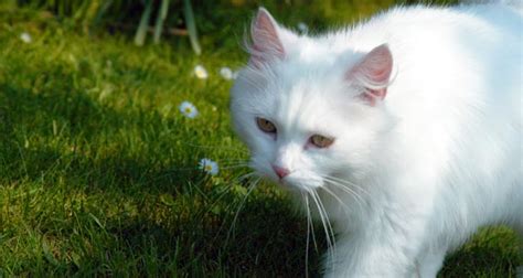 Randall murray july 20, 2017 at 4:27 pm. Interesting Facts about CATS
